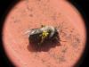 Andrena vaga